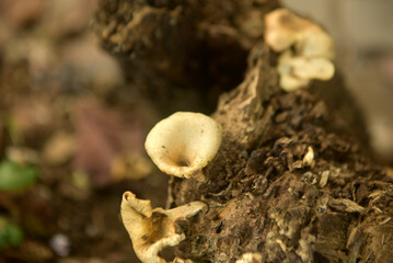 Grebe Mushroom old death tree trunk