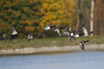 Entenschwarm im Flug
