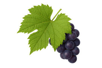 Bunch of dark red grapes and a fresh green vine leaf, symbolizing health, freshness, and natural food, on transparent background