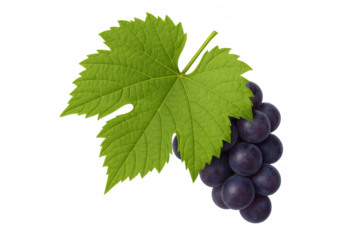 Bunch of dark red grapes and a fresh green vine leaf, symbolizing health, freshness, and natural food, on transparent background