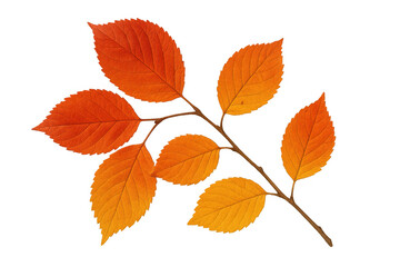Fototapeta premium Branch with multiple vibrant orange and yellow leaves, ideal for autumn decoration and seasonal design projects, on transparent background