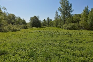 Countryside view of trees and bushes near lake Nupuri on a sunny summer day, Espoo, Finland.