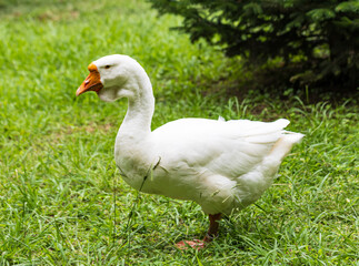 A white duck is standing in a grassy field
