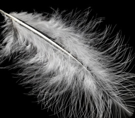 A feather is shown in black and white