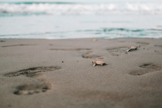 A close-up of a baby sea turtle running across the sand toward the ocean. Sea turtle rescue at a conservation center. A baby turtle hatchling runs toward the water. Saving nature and the environment.
