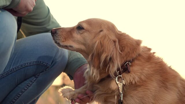 Loving owner strokes fluffy cocker spaniel dog head sitting in dusk park man owner pets dedicated cocker spaniel dog in park man strokes dog companion in sunset field on country weekend closeup