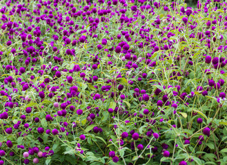 Fototapeta premium A field of purple flowers with many purple flowers