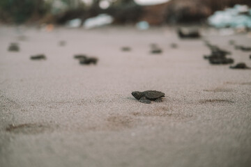 A close-up of a baby sea turtle running across the sand toward the ocean. Sea turtle rescue at a conservation center. A baby turtle hatchling runs toward the water. Saving nature and the environment.