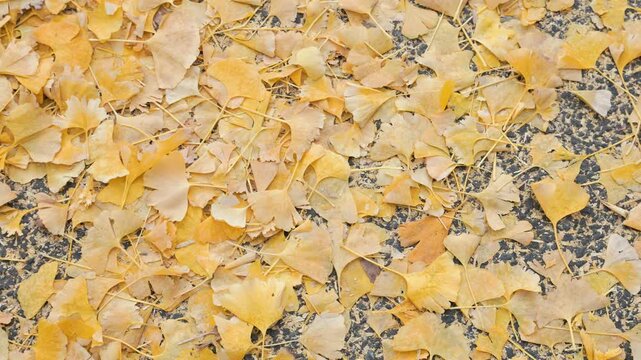 Golden Ginkgo Leaves that Have Fallen All Over the Ground in Late Autumn  |  Tokyo, Japan