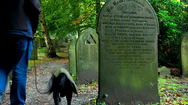 A man walks his black lurcher dog in a green jacket with a lead through a quiet church graveyard surrounded by autumn leaves
