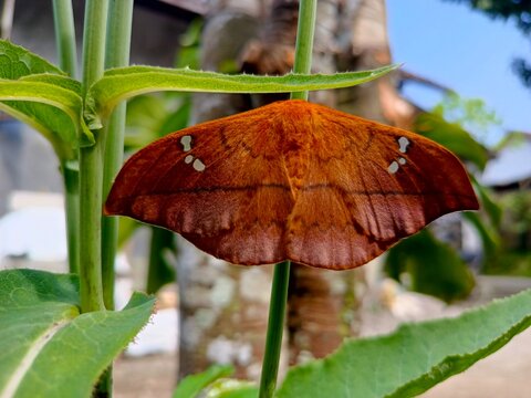 Cricula Trienestrata butterfly on leaf