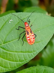 red bug on a leaf