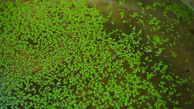 Lush green duckweed creates vibrant patterns on water surface, enhancing aquatic ecosystems and providing serene environment for flora and small fish beneath tranquil pond