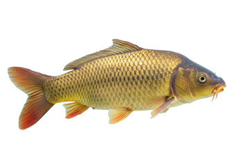 Isolated freshwater common carp, Cyprinus carpio, popular game fish in Europe and Asia