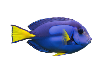 Isolated Blue Tang fish swims in tropical ocean waters, eye-level view of beautiful sea creature