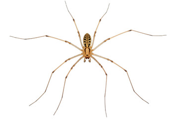 Isolated spider specimen close-up for education, biology and arachnology on bright background