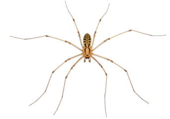 Isolated spider specimen close-up for education, biology and arachnology on bright background