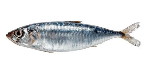 Fototapeta premium single sardine fish isolated on white or transparent png