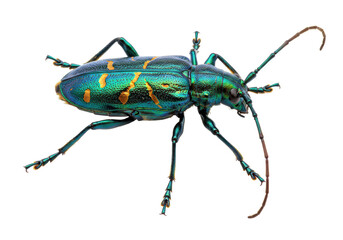 Isolated Metallic Green Longhorn Beetle, featuring vibrant iridescent colors and striking patterns
