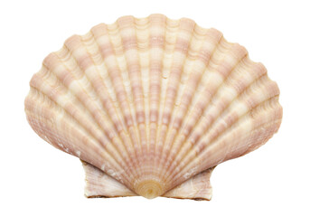 Isolated scallop seashell on the ocean shore, a bivalve mollusk with radial ribbing