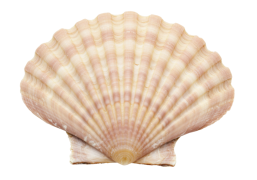 Isolated scallop seashell on the ocean shore, a bivalve mollusk with radial ribbing