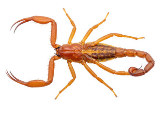 Isolated Scorpion, detailed closeup of dangerous poisonous insect, reddish arachnid, predator