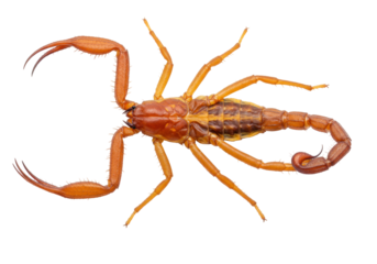 Isolated Scorpion, detailed closeup of dangerous poisonous insect, reddish arachnid, predator