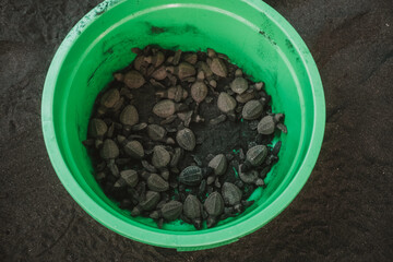 An overhead view of a large green bucket containing hatchling sea turtles at conservation center....