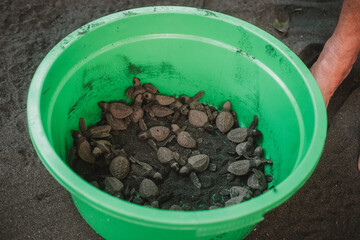 An overhead view of a large green bucket containing hatchling sea turtles at conservation center....