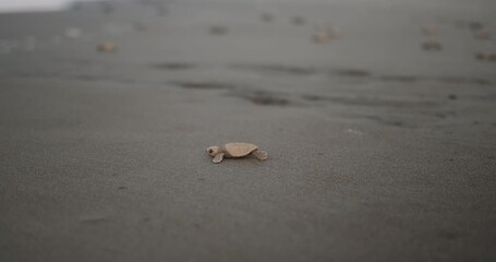 A close-up of a baby sea turtle running across the sand toward the ocean. Sea turtle rescue at a conservation center. A baby turtle hatchling runs toward the water. Saving nature and the environment.