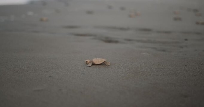 A close-up of a baby sea turtle running across the sand toward the ocean. Sea turtle rescue at a conservation center. A baby turtle hatchling runs toward the water. Saving nature and the environment.