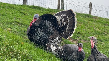  Majestic Turkeys on the Hillside: These magnificent turkeys strut on a vibrant green hillside, their feathers in full display as they bask in the sunlight.
