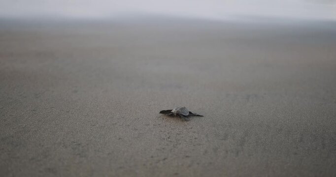 A close-up of a baby sea turtle running across the sand toward the ocean. Sea turtle rescue at a conservation center. A baby turtle hatchling runs toward the water. Saving nature and the environment.