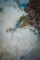 Blue-spotted Stingray on Sandy Seabed,