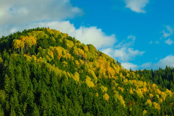 Fototapeta premium A colorful mixed forest in autumn