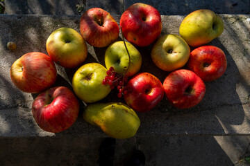 A harvest of colorful red and yellow apples laid out on a wooden surface