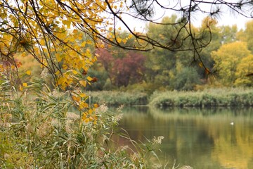 Autumn landscape with lake, trees and colorful leaves in the park in October