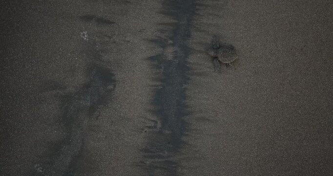 A close-up of a baby sea turtle running across the sand toward the ocean. Sea turtle rescue at a conservation center. A baby turtle hatchling runs toward the water. Saving nature and the environment.