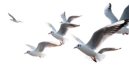 Obraz premium Seagulls Flying in Clear Sky During Day
