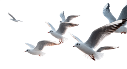 Seagulls Flying in Clear Sky During Day