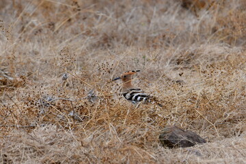 poupa-euroasiática, upupa epops © Marco