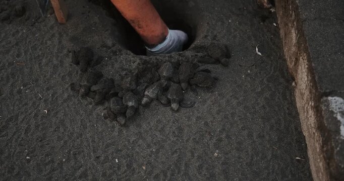 A close-up of the hands of a senior woman scientist volunteer as she collects hatchlings from nests at a sea turtle conservation center. She transfers them to a bowl to be released into the ocean.