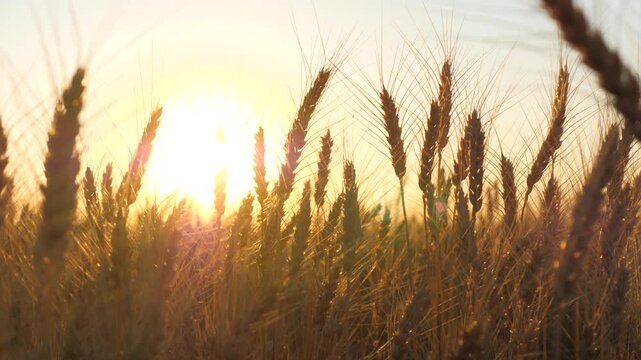 ears golden wheat sunset field. farming, agriculture farm. business big wheat harvest summer, rural scenery wheat field, agricultural business concept, agricultural industry, harvest ripening, summer