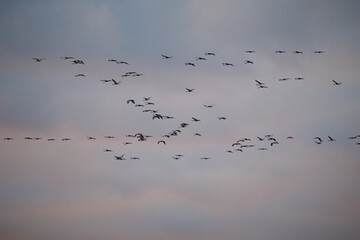 Large groups of common cranes flying to night location in Hungary countryside