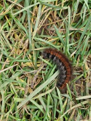 caterpillar on a leaf