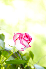 pink rose on green bokeh backgrond as decorative wish or gift card design template