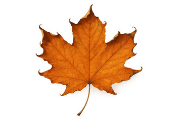 Obraz premium Dry maple leaf displaying fall colors, representing autumn season, isolated on transparent background