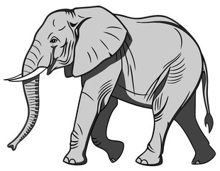 Obraz premium the elephant is walking isolated on white background