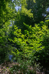 Fototapeta premium Lumière sur le petit arbre dans la forêt