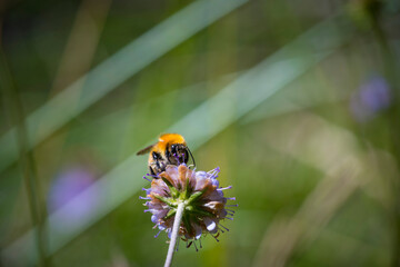 Bombus pascuorum, Common Carder Bee on purple flower